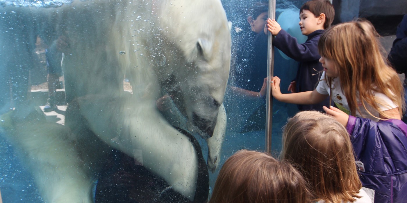 Children view a polar bear as it swims in a clear tank at a zoo.!''