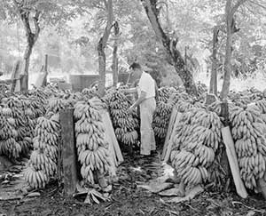 "United Fruit Company." News Features & Internal Communications Image Collection, Primary Source Media, 1954. Associated Press Collections Online